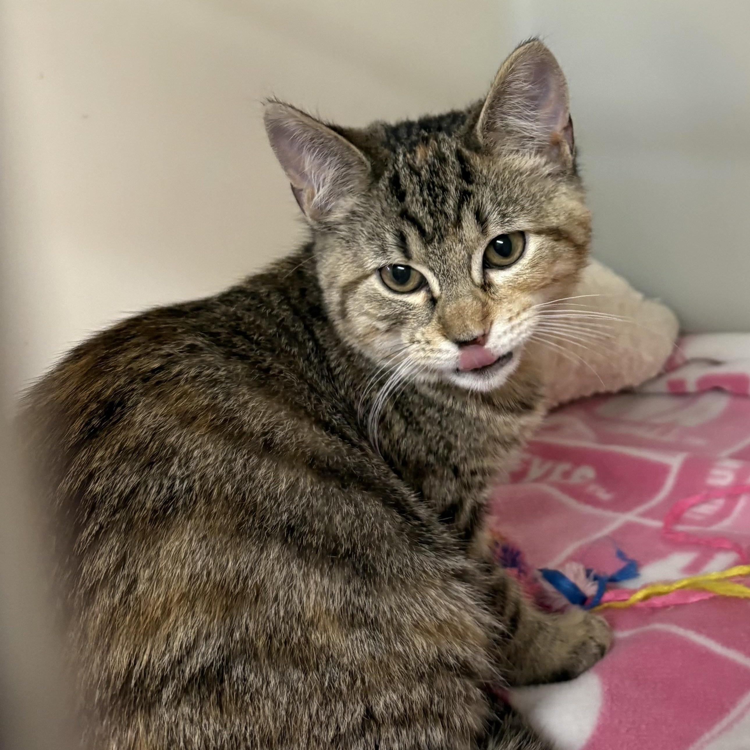 Enlarge Cameo , an adoptable mixed breed in Charles City, IA image 3/5