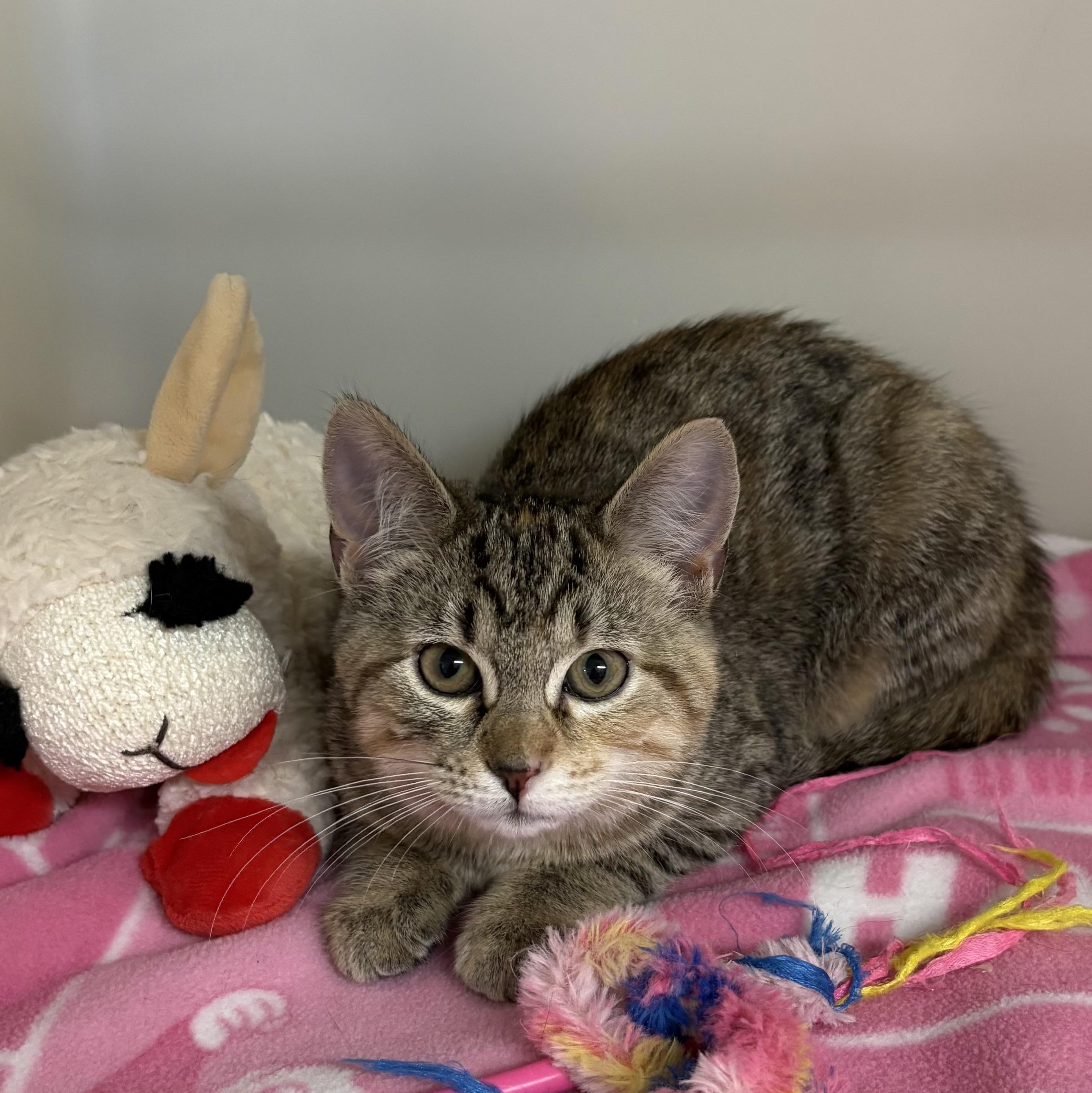 Enlarge Cameo , an adoptable mixed breed in Charles City, IA image 2/5