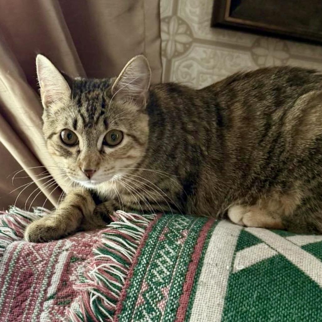 Enlarge Cameo , an adoptable mixed breed in Charles City, IA image 5/5