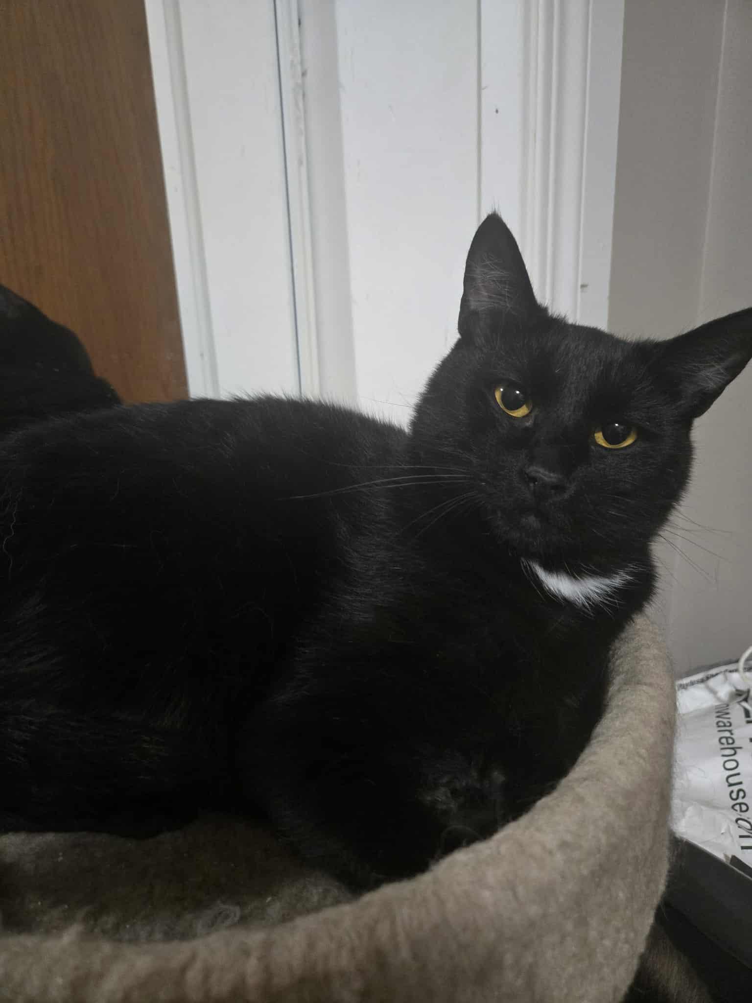 Enlarge Bombardier, a ADOPTABLE Domestic Short Hair in Nanaimo, BC image 2/4