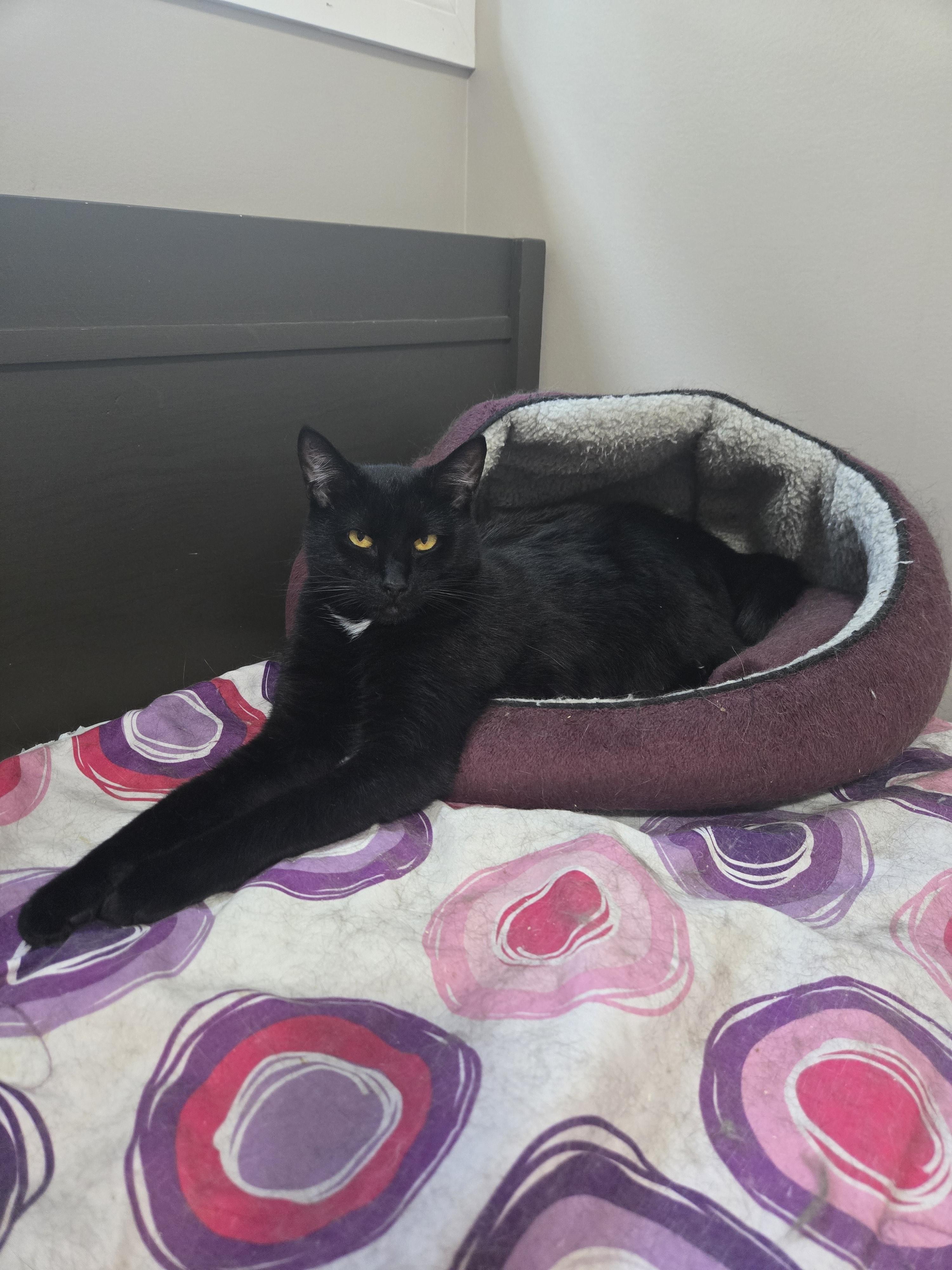 Enlarge Bombardier, a ADOPTABLE Domestic Short Hair in Nanaimo, BC image 3/4