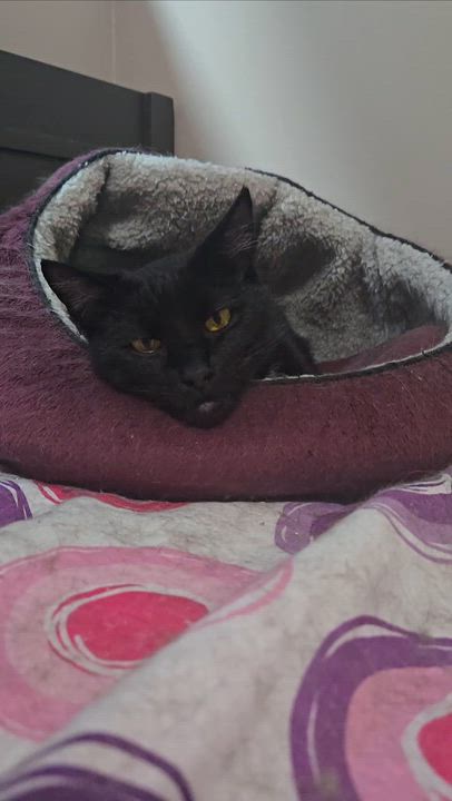 Enlarge Bombardier, a ADOPTABLE Domestic Short Hair in Nanaimo, BC video 4/4