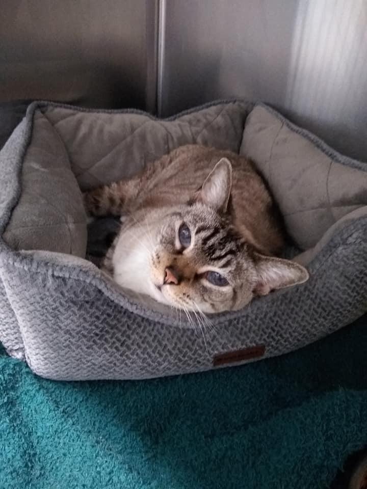 Enlarge Avalon, a Adoptable Siamese in Sebastian, FL image 1/6