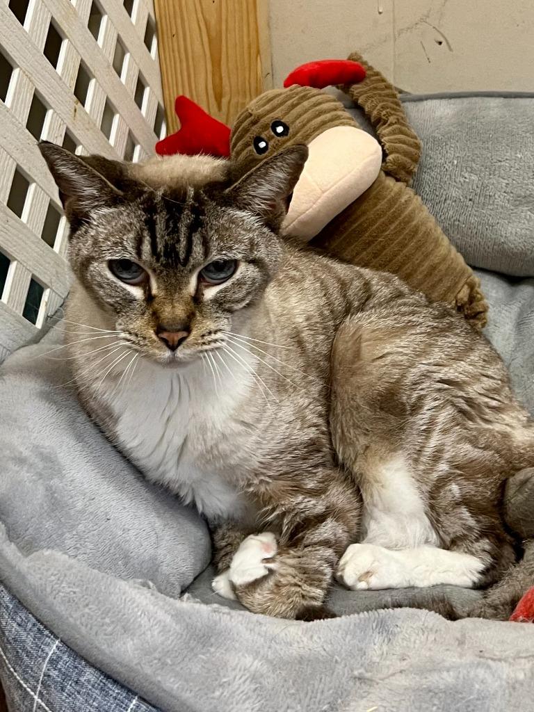 Enlarge Avalon, a Adoptable Siamese in Sebastian, FL image 2/6