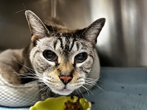 Enlarge Avalon, a Adoptable Siamese in Sebastian, FL image 3/6
