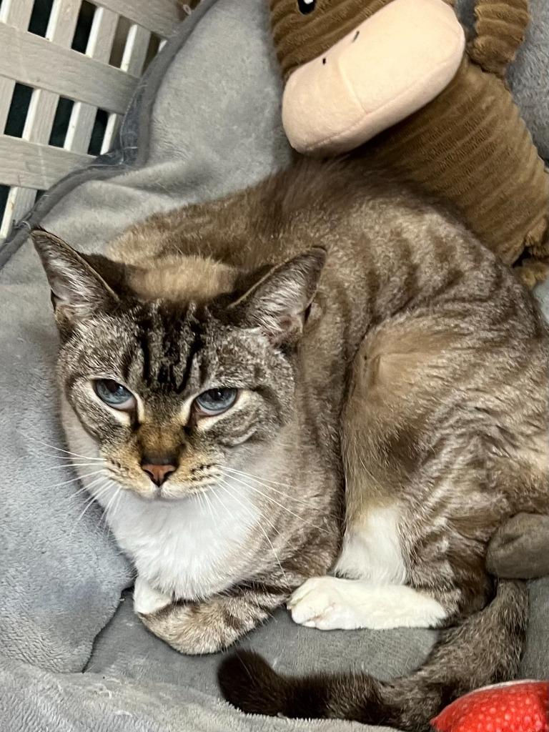 Enlarge Avalon, a Adoptable Siamese in Sebastian, FL image 4/6