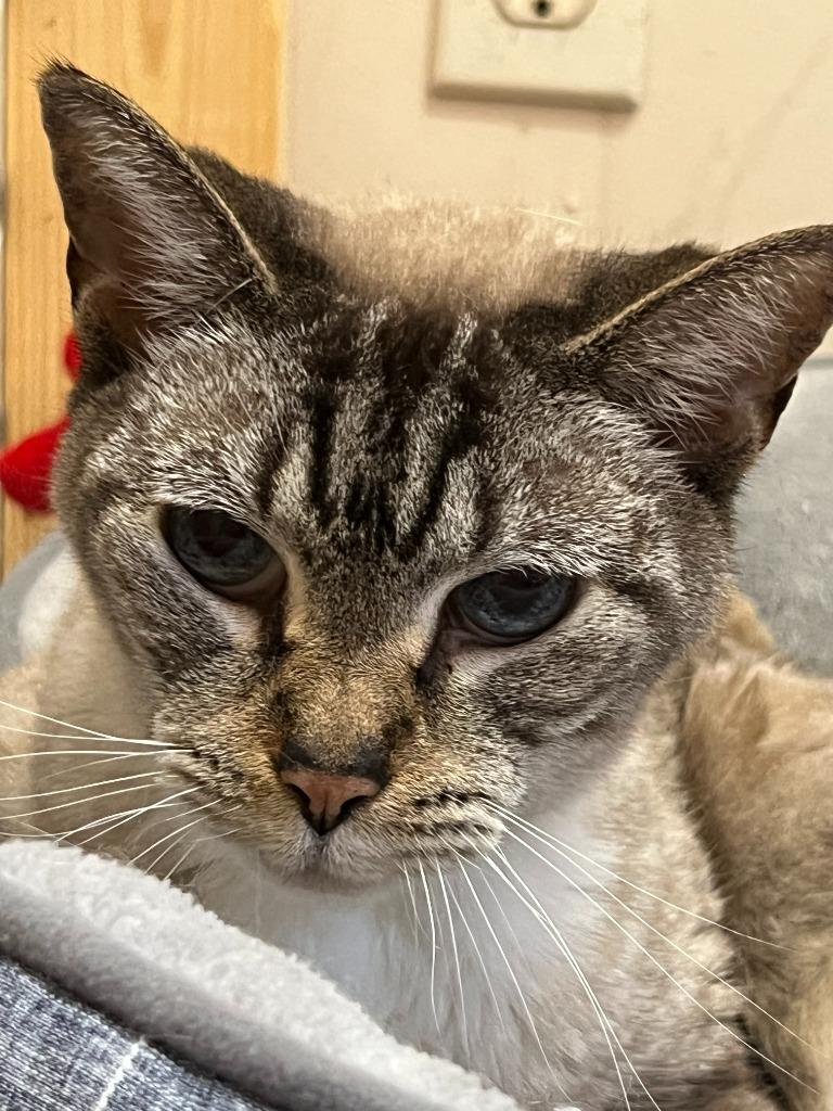 Enlarge Avalon, a Adoptable Siamese in Sebastian, FL image 6/6