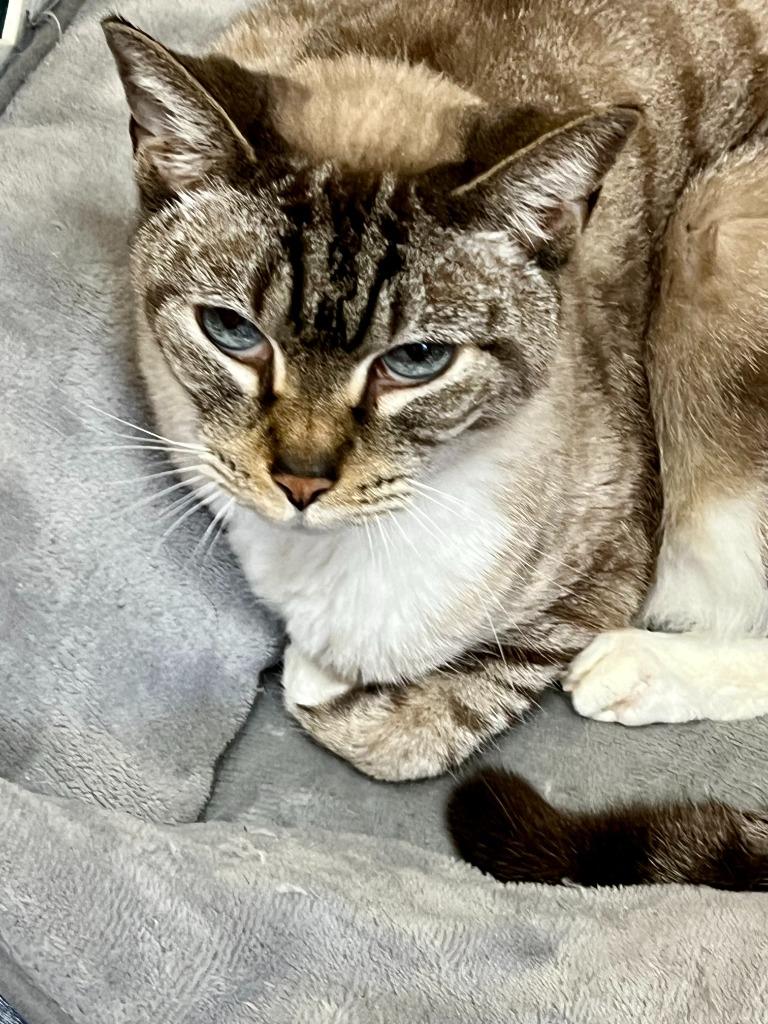 Enlarge Avalon, a Adoptable Siamese in Sebastian, FL image 5/6