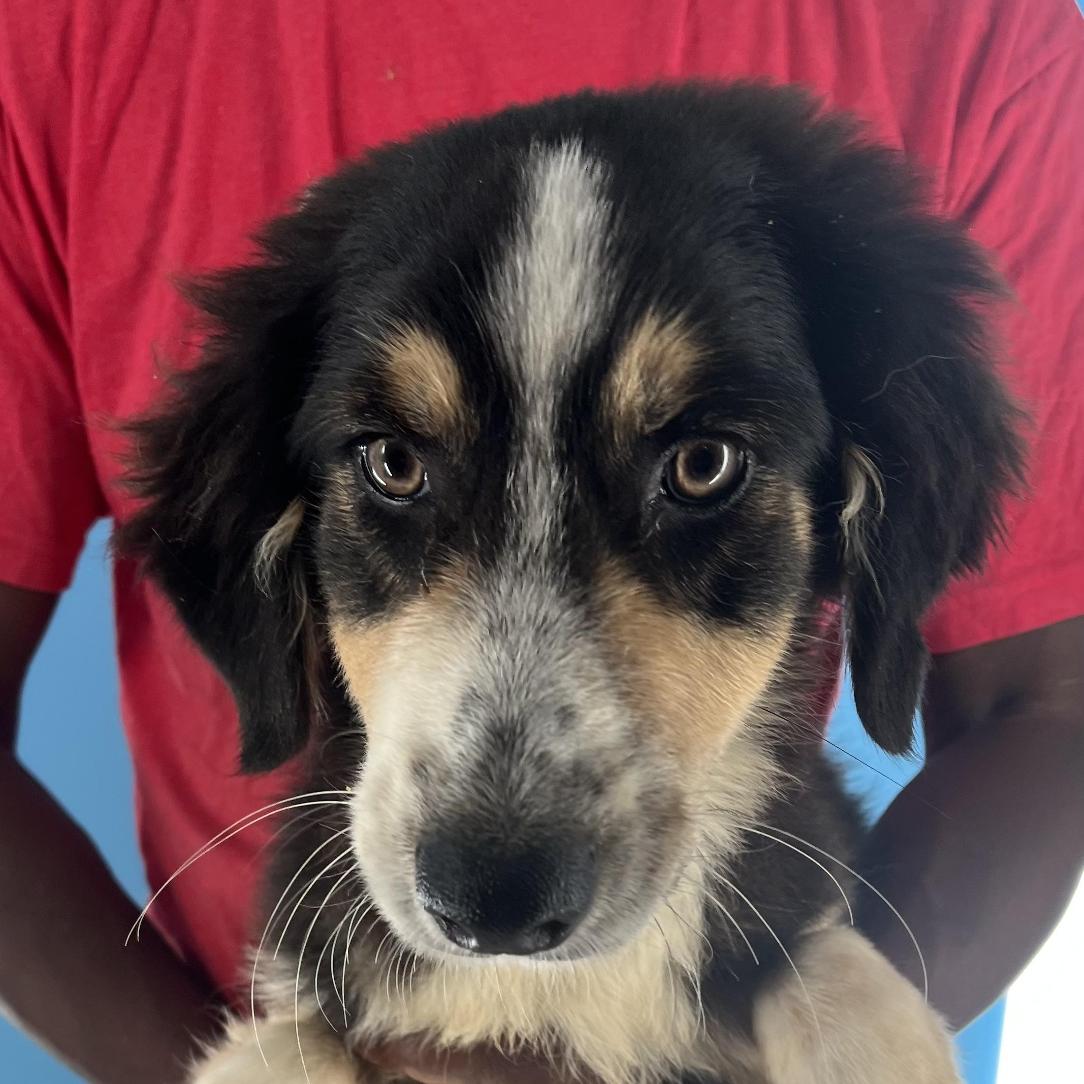 Bruno - Local Aug 22-24, Baby Male unknown