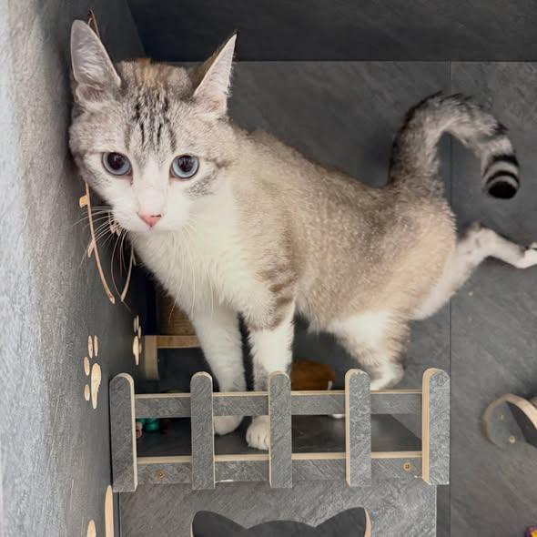 MR. JITTERS, a ADOPTABLE Siamese in Madison, WI image 3/4