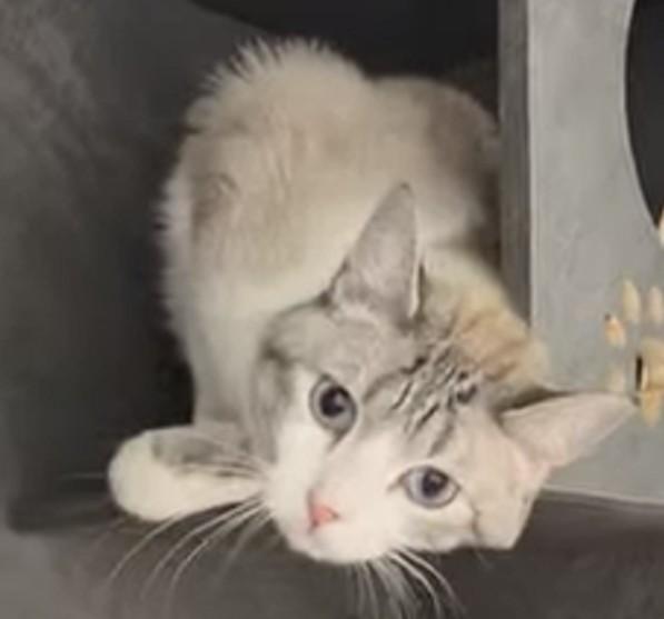 MR. JITTERS, a ADOPTABLE Siamese in Madison, WI image 4/4