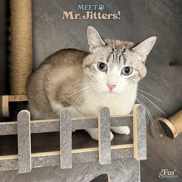 MR. JITTERS, a ADOPTABLE Siamese in Madison, WI image 1/4
