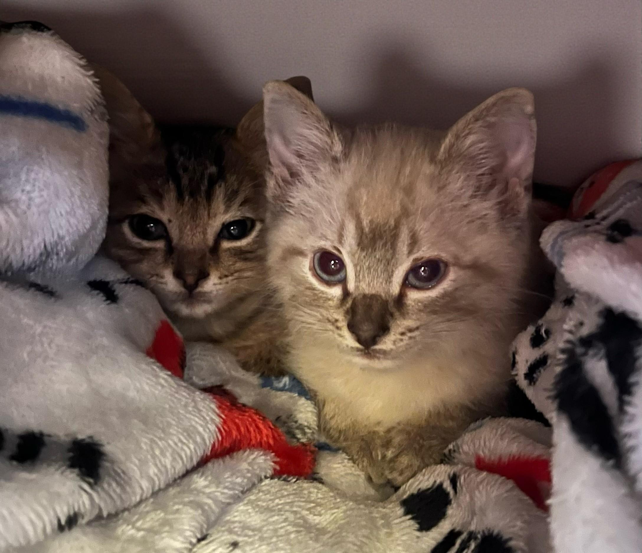 Enlarge Mistletoe - A Bottle-Fed Lovebug with a Big Personality, a ADOPTABLE mixed breed in Hillsboro, TX image 3/3