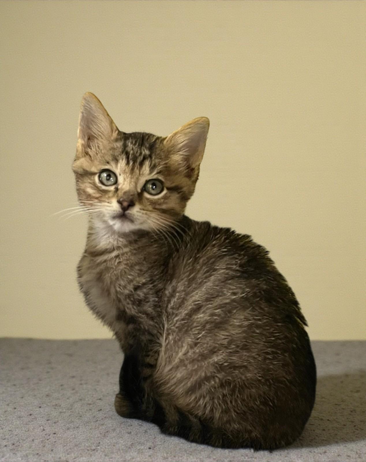 Mistletoe - A Bottle-Fed Lovebug with a Big Personality, ADOPTABLE, Kitten Male Tabby & Domestic Short Hair.