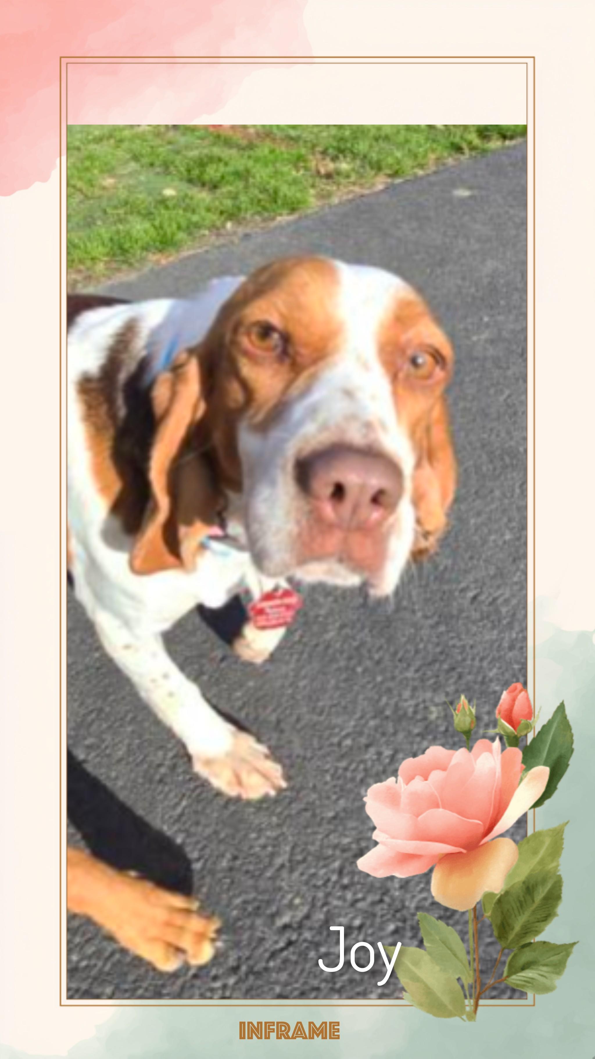 Joy, ADOPTABLE, Adult Female Beagle.