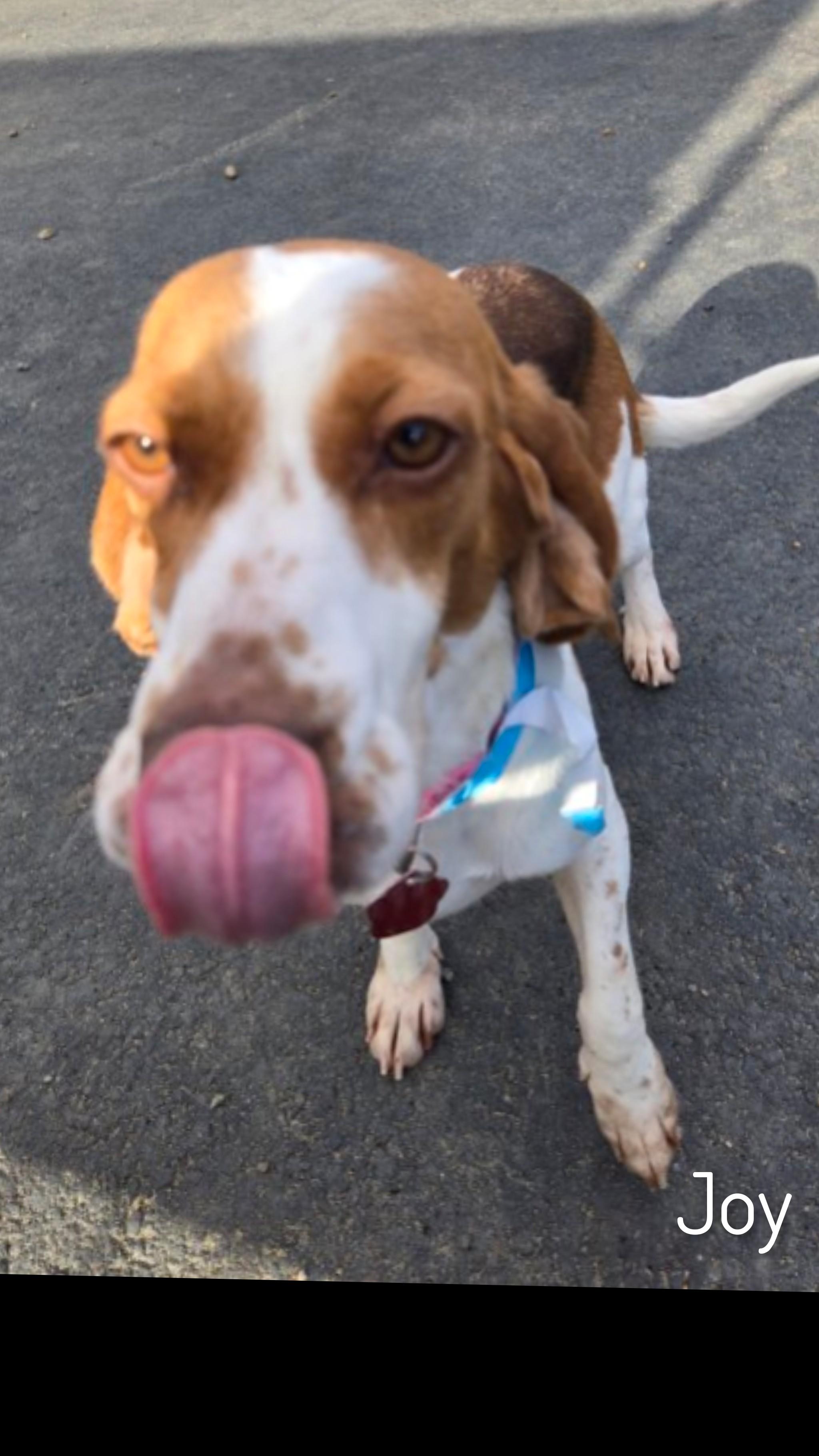 Joy, a ADOPTABLE Beagle in Fredericksburg, VA image 2/6