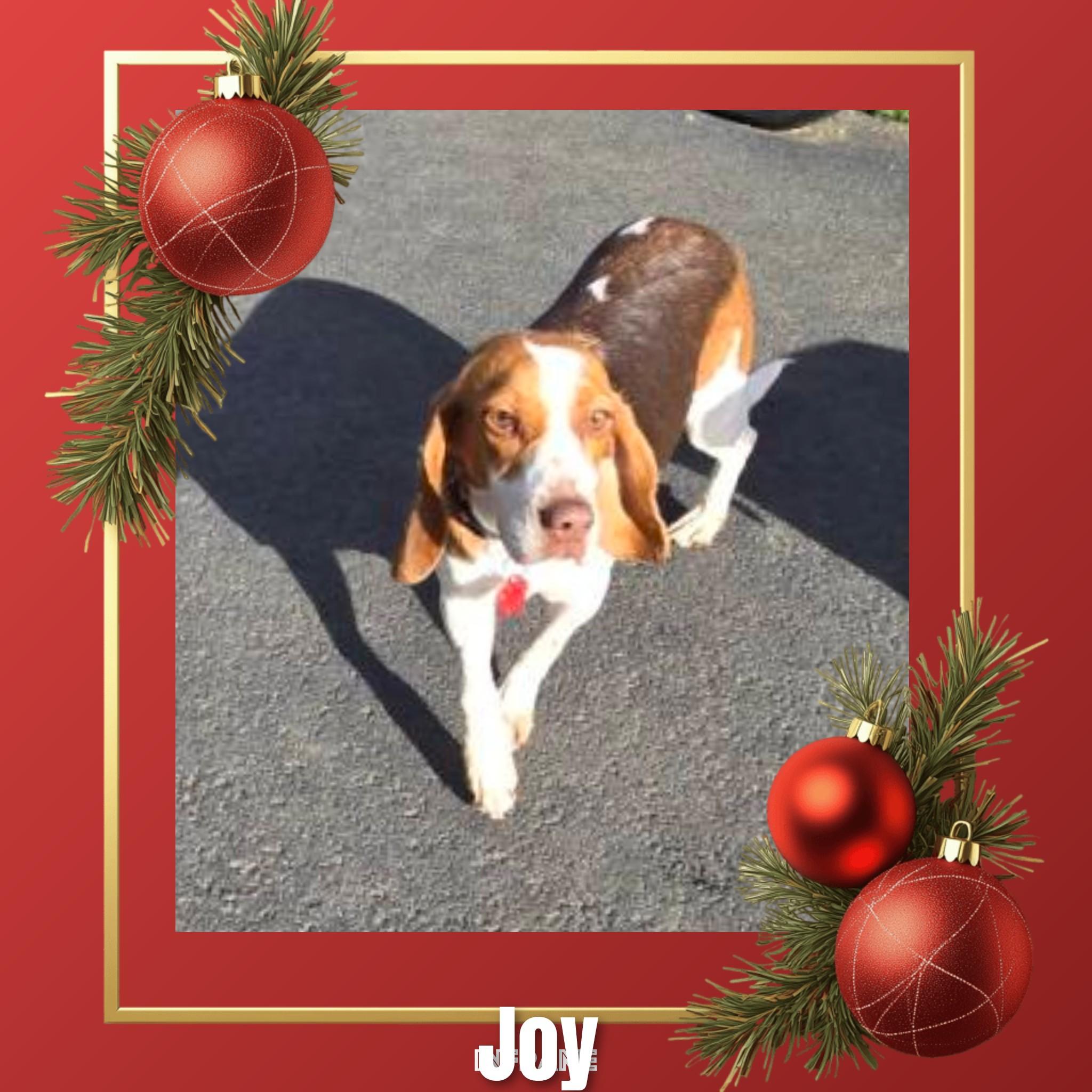 Joy, ADOPTABLE, Adult Female Beagle.