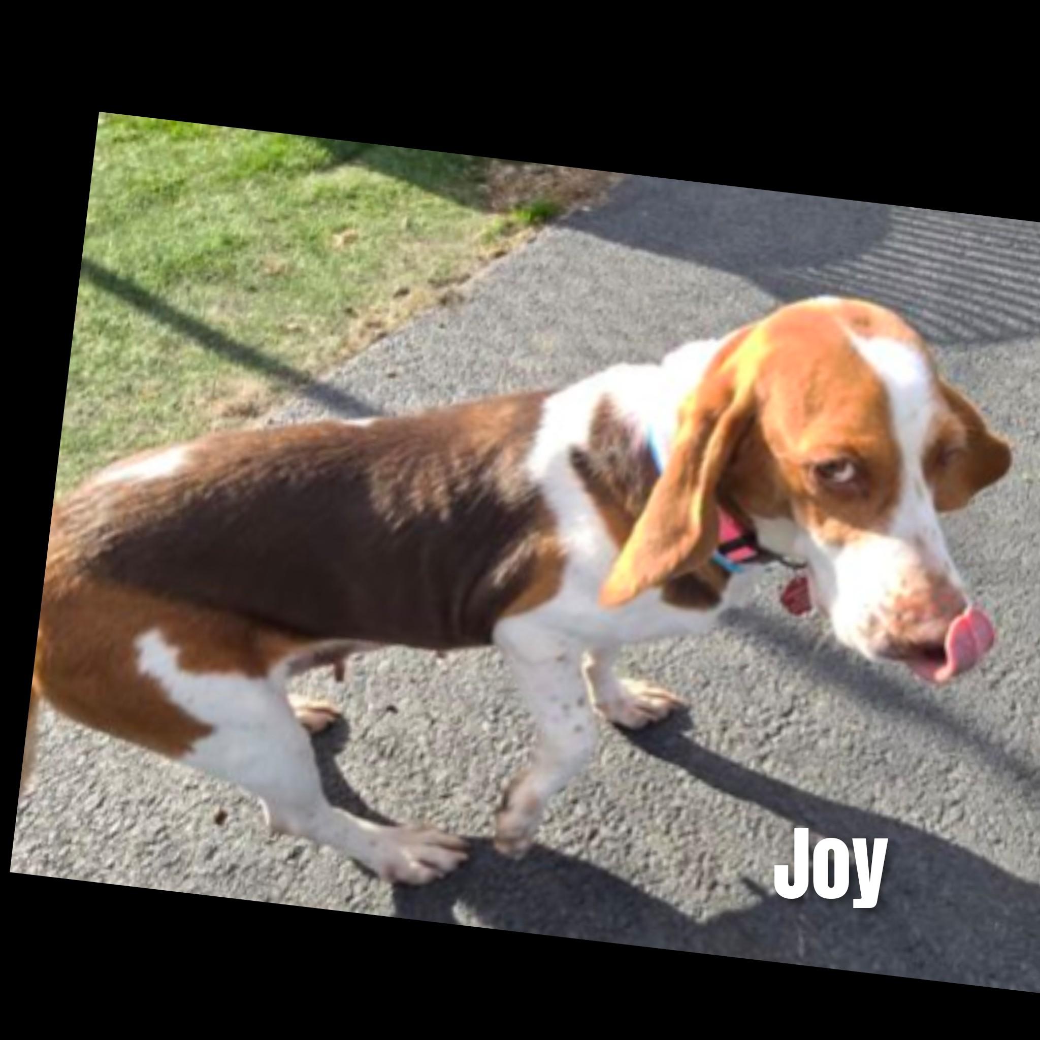 Joy, a ADOPTABLE Beagle in Fredericksburg, VA image 5/6