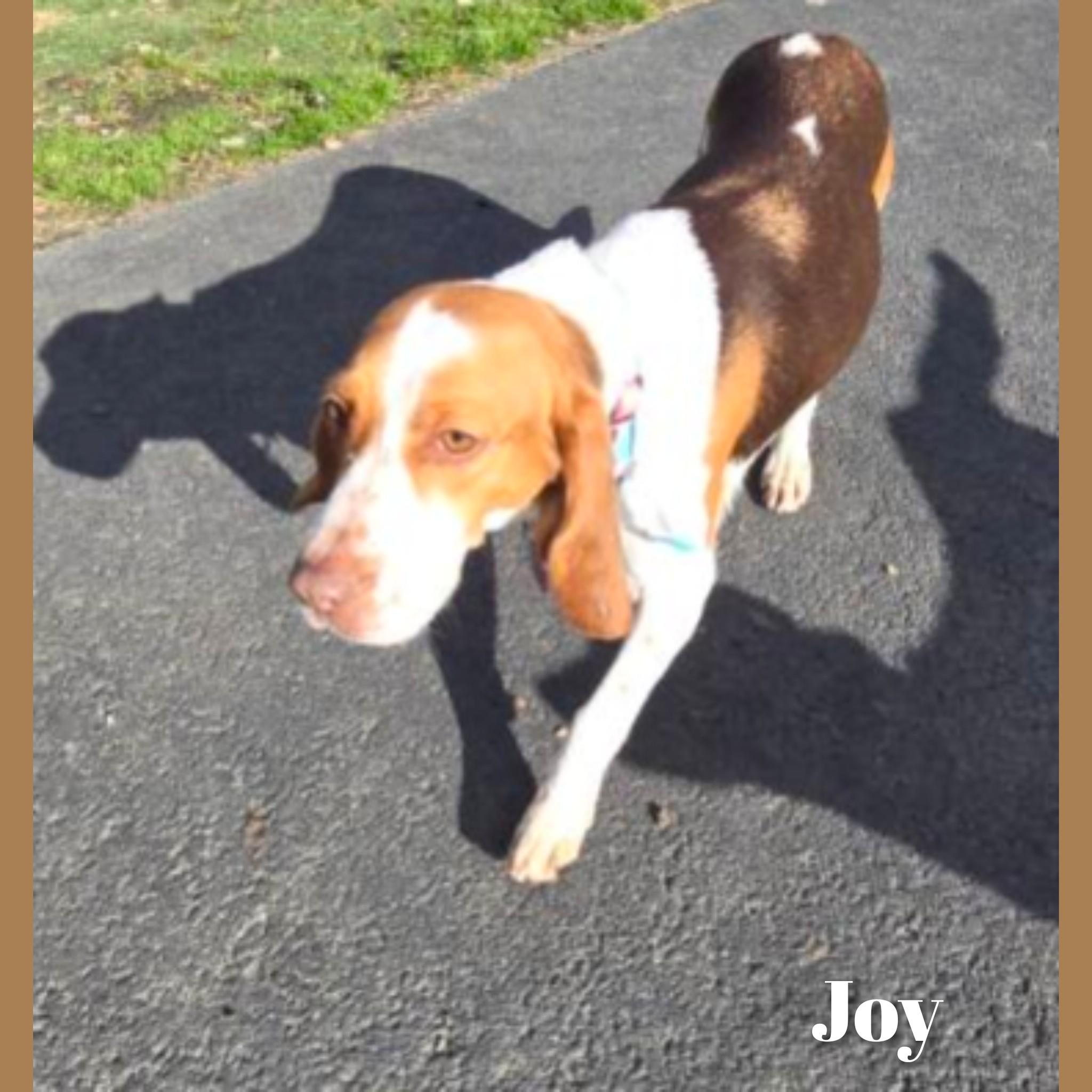 Joy, a ADOPTABLE Beagle in Fredericksburg, VA image 6/6
