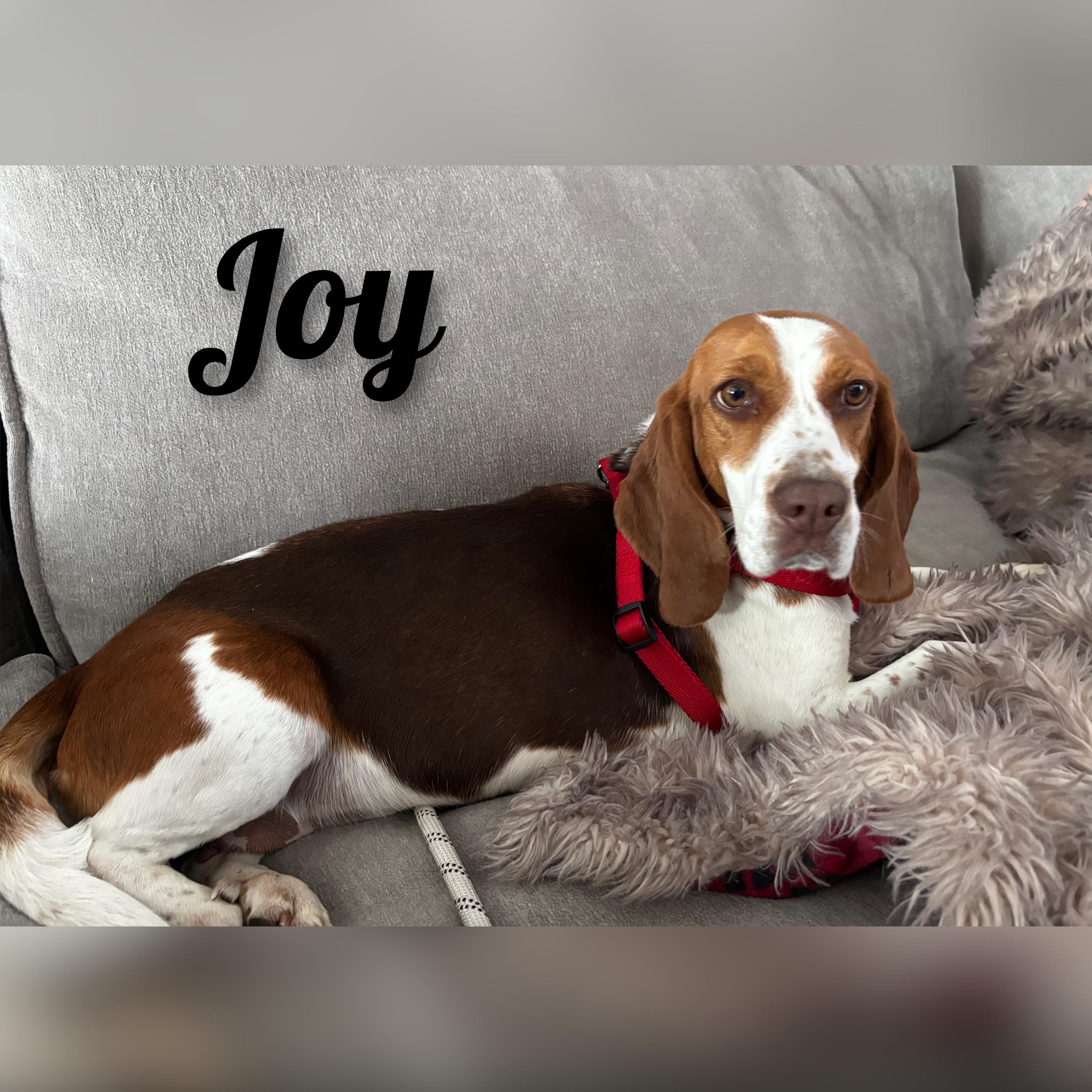 Joy, ADOPTABLE, Adult Female Beagle.