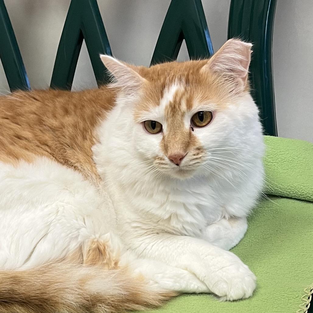 Enlarge Fischer Price, a Adoptable Domestic Long Hair in Chicago, IL image 1/1