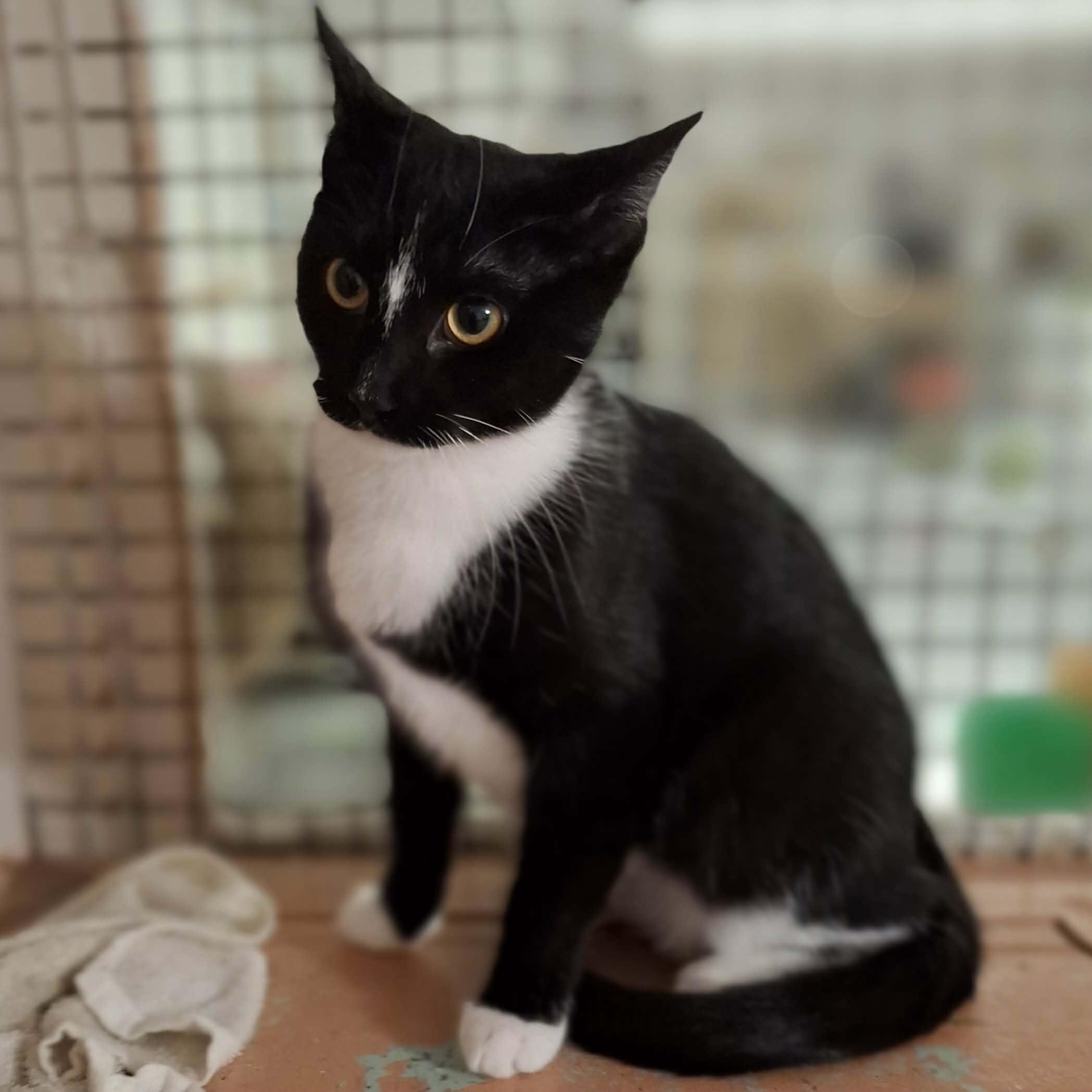 Enlarge Lilly, an adopted Domestic Short Hair in Vine Grove, KY image 2/6