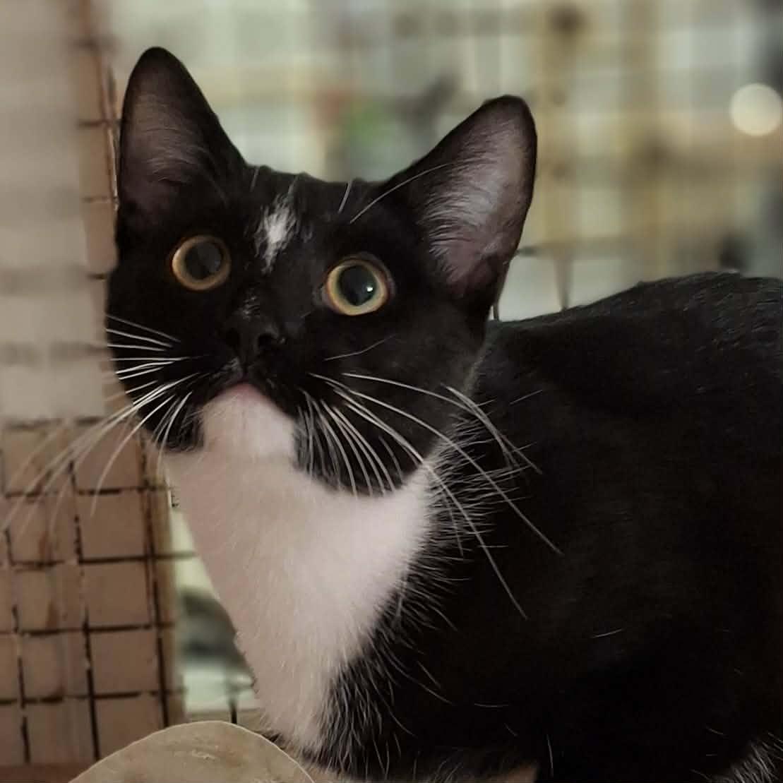 Lilly, adopted, Young Female Domestic Short Hair.