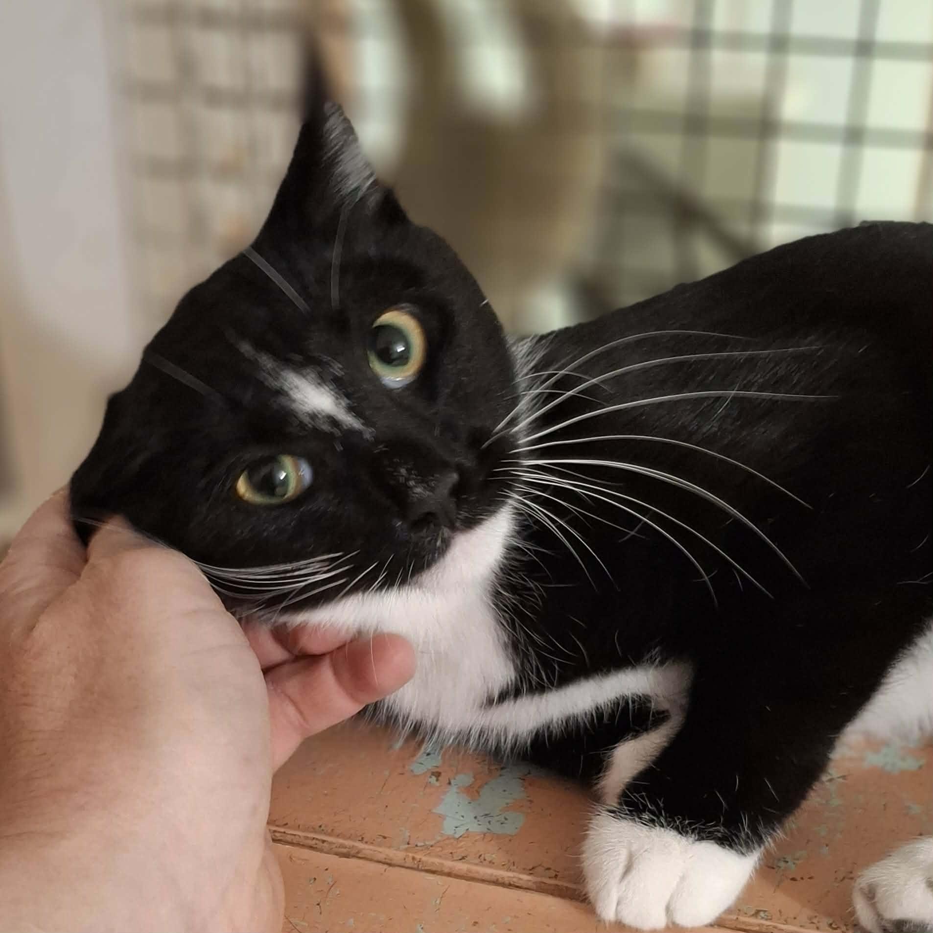 Enlarge Lilly, an adopted Domestic Short Hair in Vine Grove, KY image 4/6