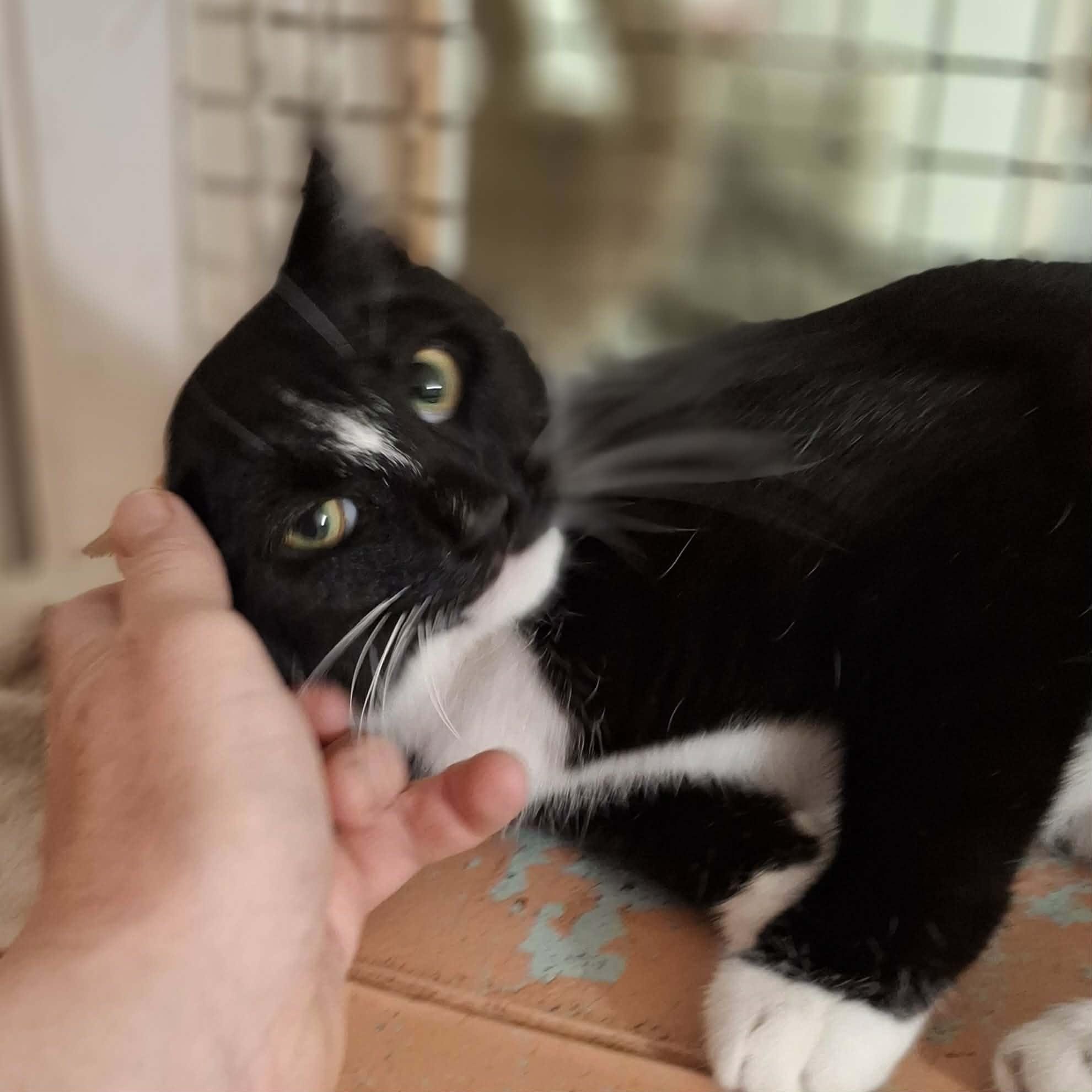 Enlarge Lilly, an adopted Domestic Short Hair in Vine Grove, KY image 6/6