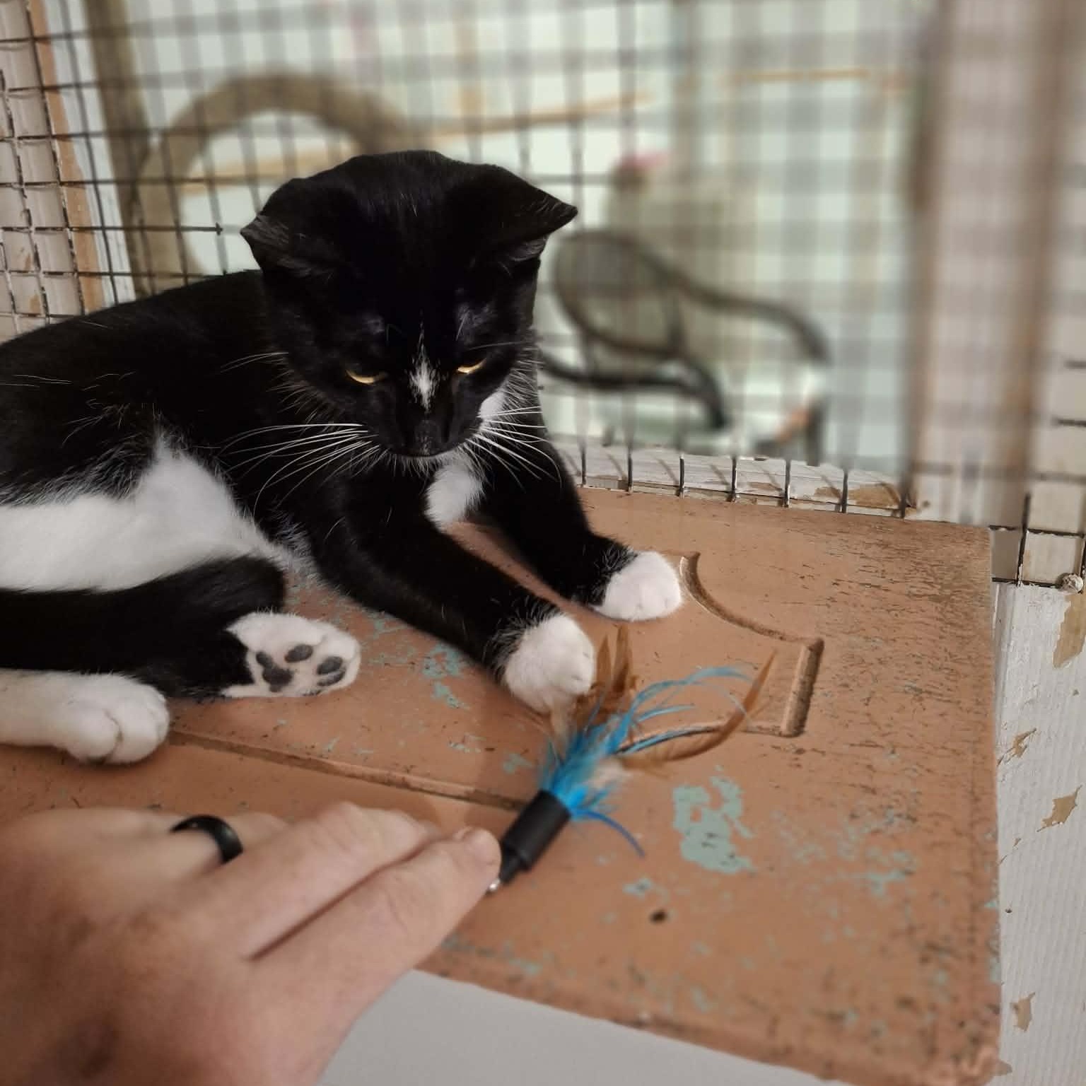 Enlarge Lilly, an adopted Domestic Short Hair in Vine Grove, KY image 5/6