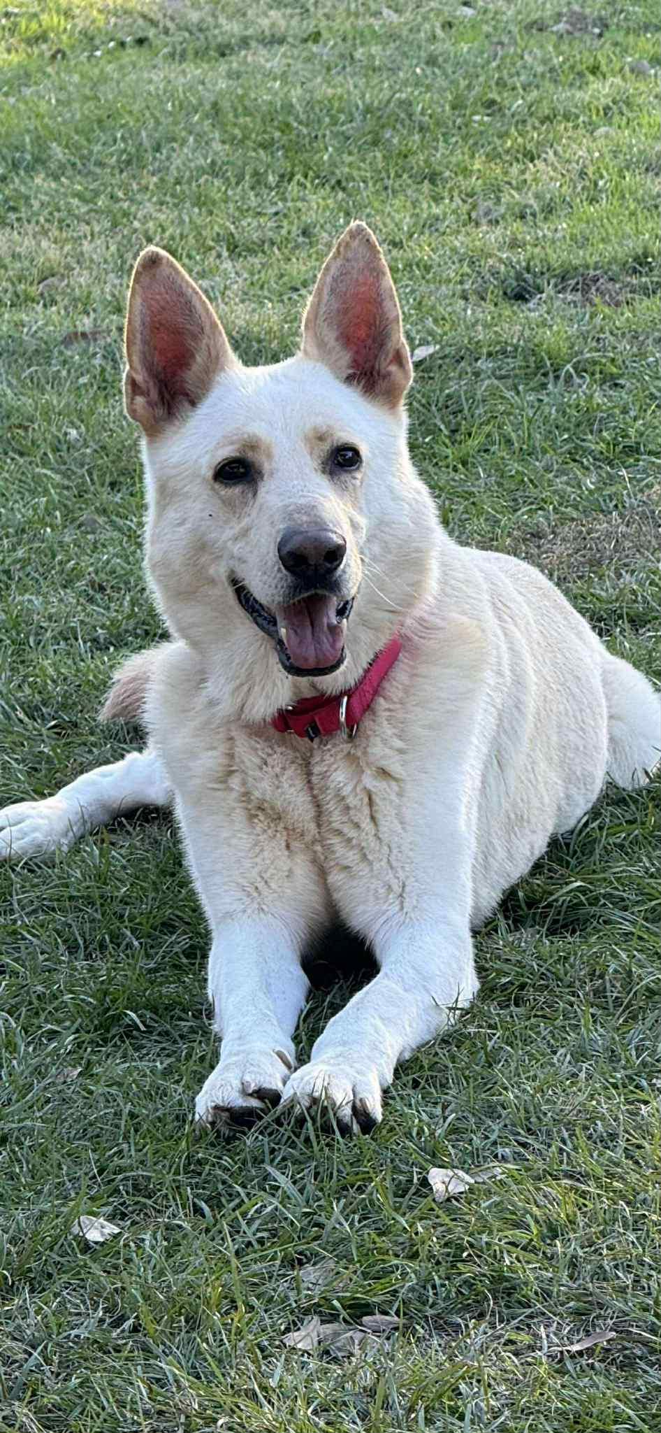 Whiskey, a ADOPTABLE German Shepherd Dog in Bronson, TX image 1/3