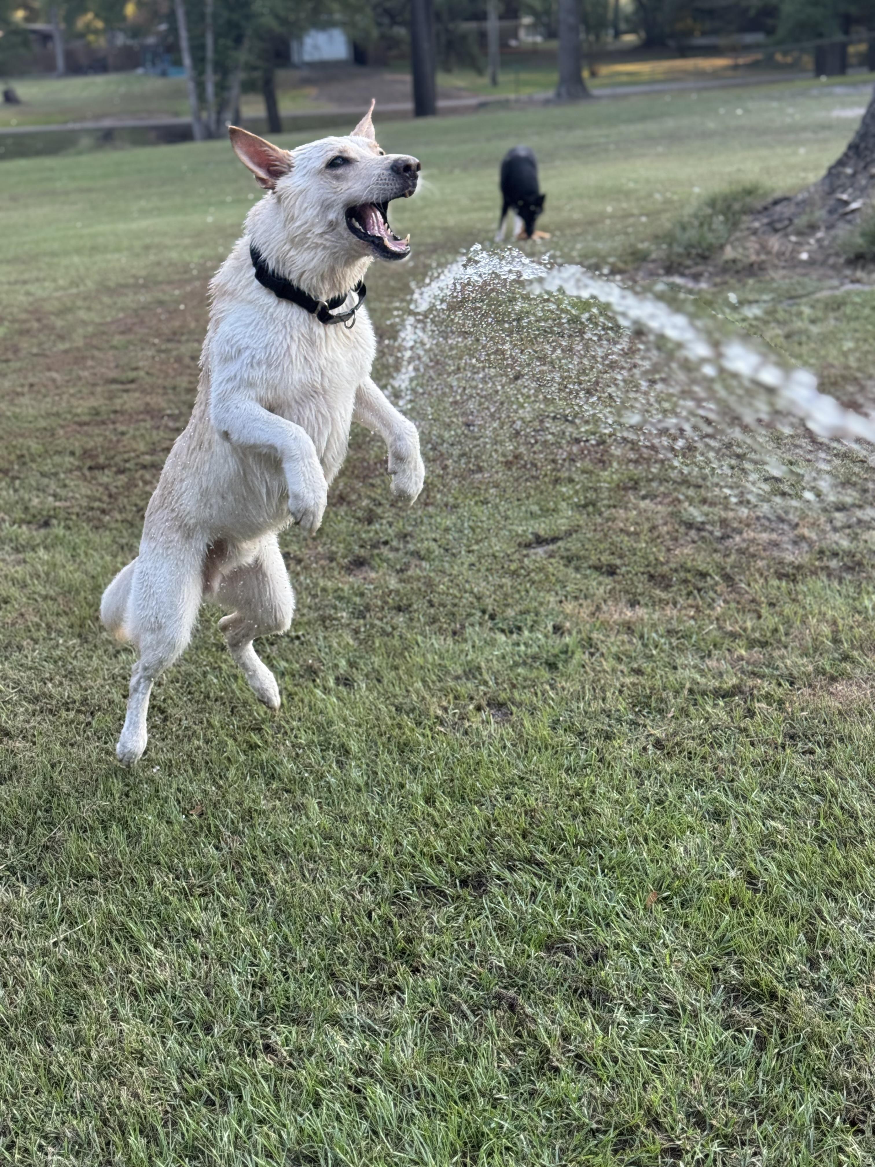 Whiskey, a ADOPTABLE German Shepherd Dog in Bronson, TX image 2/3