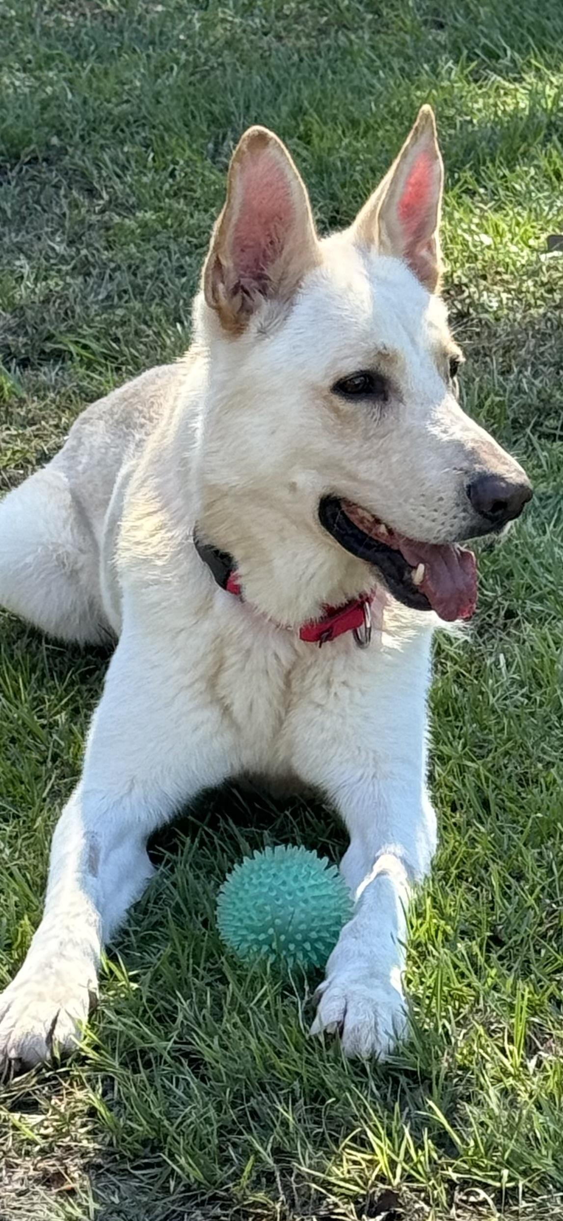 Whiskey, a ADOPTABLE German Shepherd Dog in Bronson, TX image 3/3
