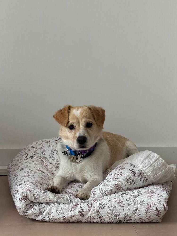 Enlarge Ogu, a Adoptable Jindo in Long Island City, NY image 1/6