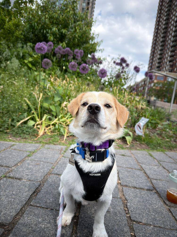Enlarge Ogu, a Adoptable Jindo in Long Island City, NY image 2/6