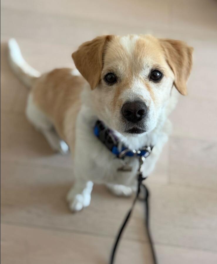 Enlarge Ogu, a Adoptable Jindo in Long Island City, NY image 6/6