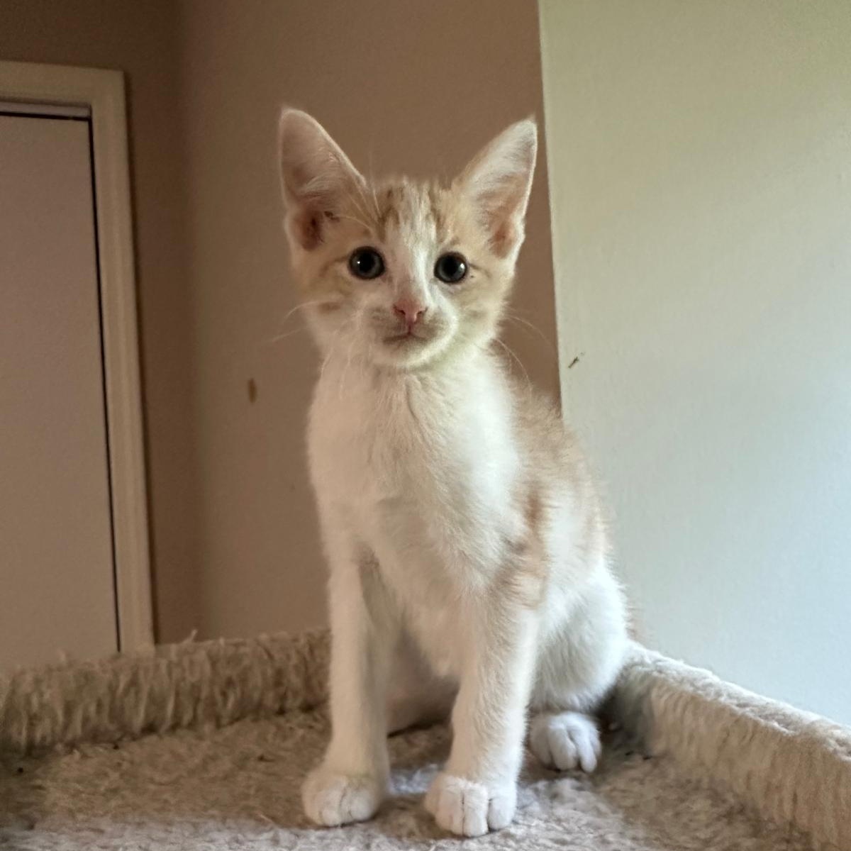 Enlarge Cream (bonded with Vanilla), a ADOPTABLE Domestic Short Hair in Lawrenceville, GA image 1/5