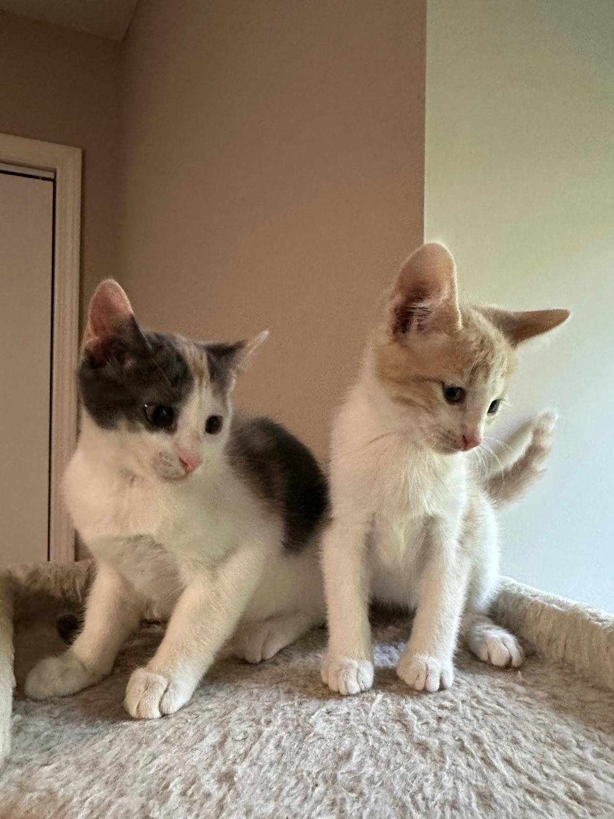 Enlarge Cream (bonded with Vanilla), a ADOPTABLE Domestic Short Hair in Lawrenceville, GA image 5/5