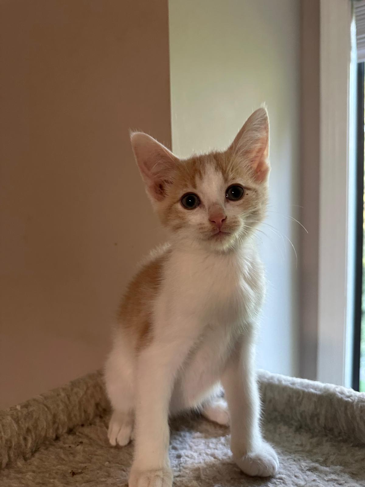 Enlarge Cream (bonded with Vanilla), a ADOPTABLE Domestic Short Hair in Lawrenceville, GA image 4/5