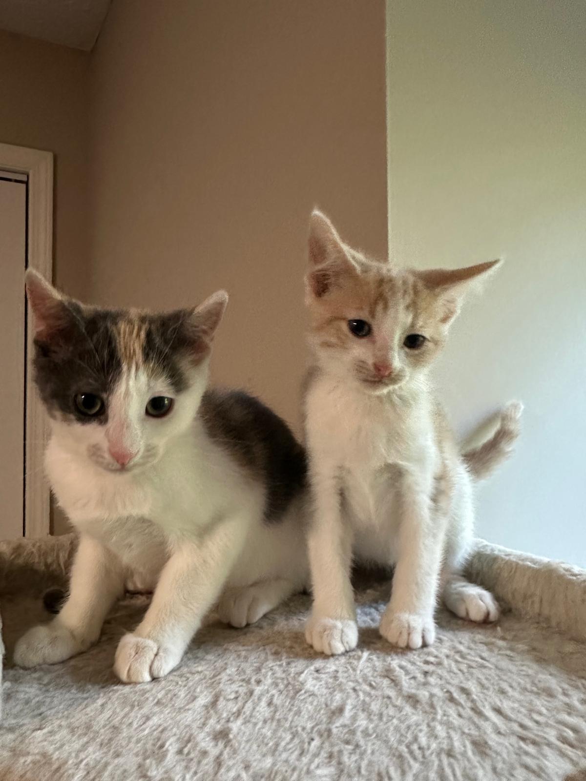 Enlarge Cream (bonded with Vanilla), a ADOPTABLE Domestic Short Hair in Lawrenceville, GA image 2/5