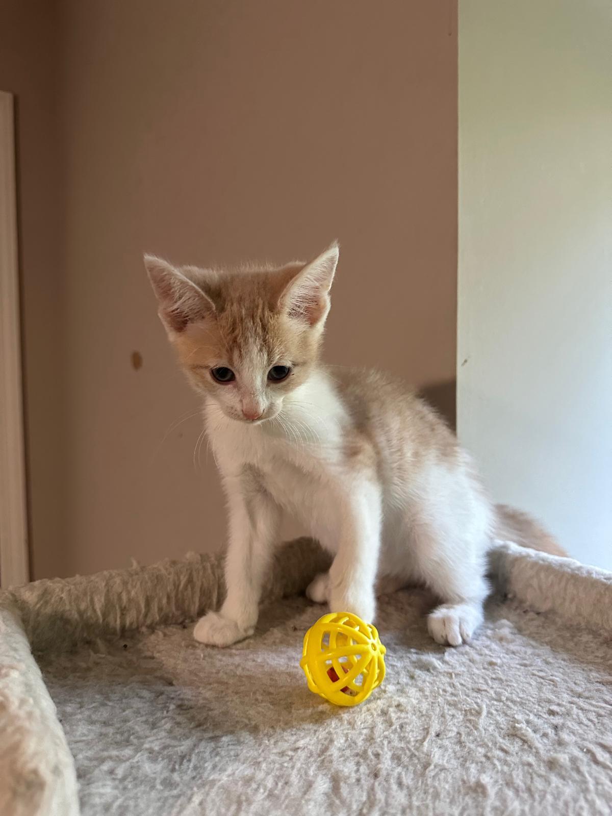 Enlarge Cream (bonded with Vanilla), a ADOPTABLE Domestic Short Hair in Lawrenceville, GA image 3/5