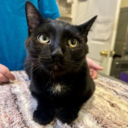 Ilya, Adoptable, Kitten Male Domestic Short Hair & Domestic Short Hair.