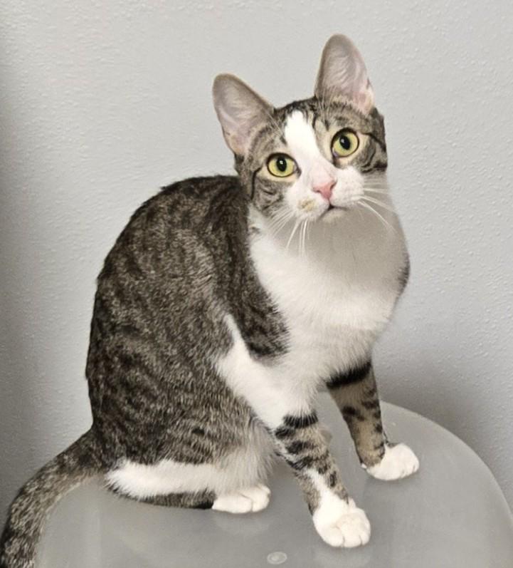 Enlarge Travis bonded with Tucker, a Adoptable Domestic Short Hair in Warwick, NY image 1/1