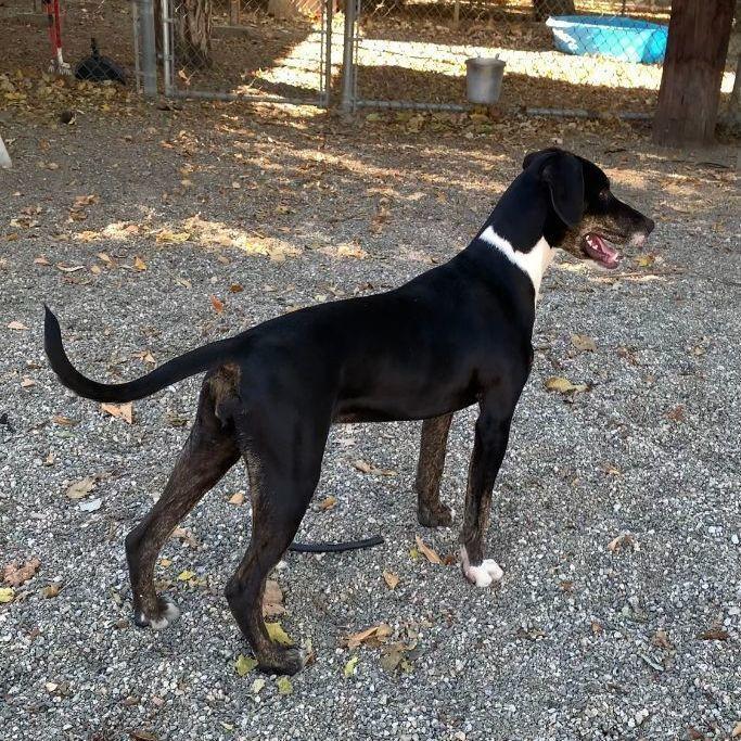 Enlarge Phoebe, a Adoptable mixed breed in Ontario, CA image 1/2