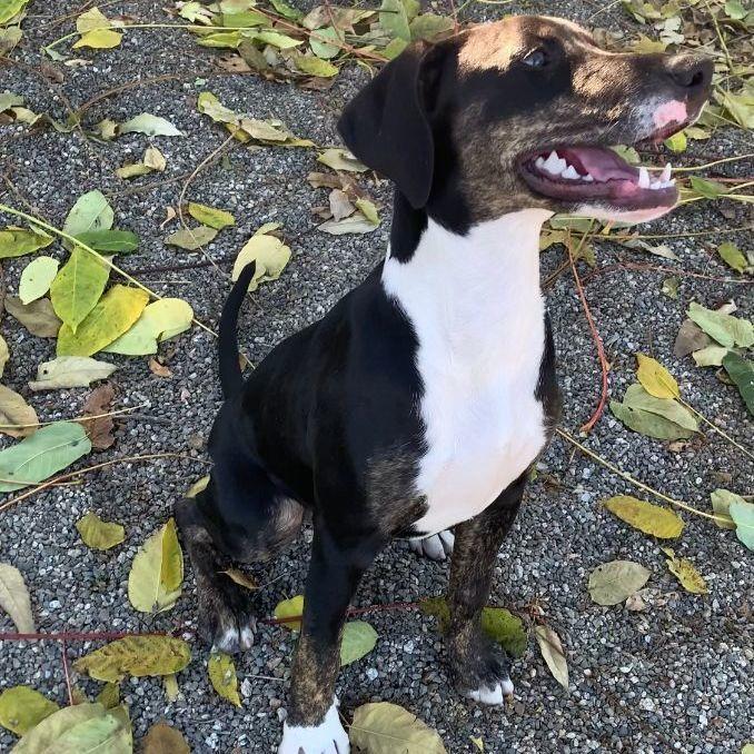Enlarge Phoebe, a Adoptable mixed breed in Ontario, CA image 2/2