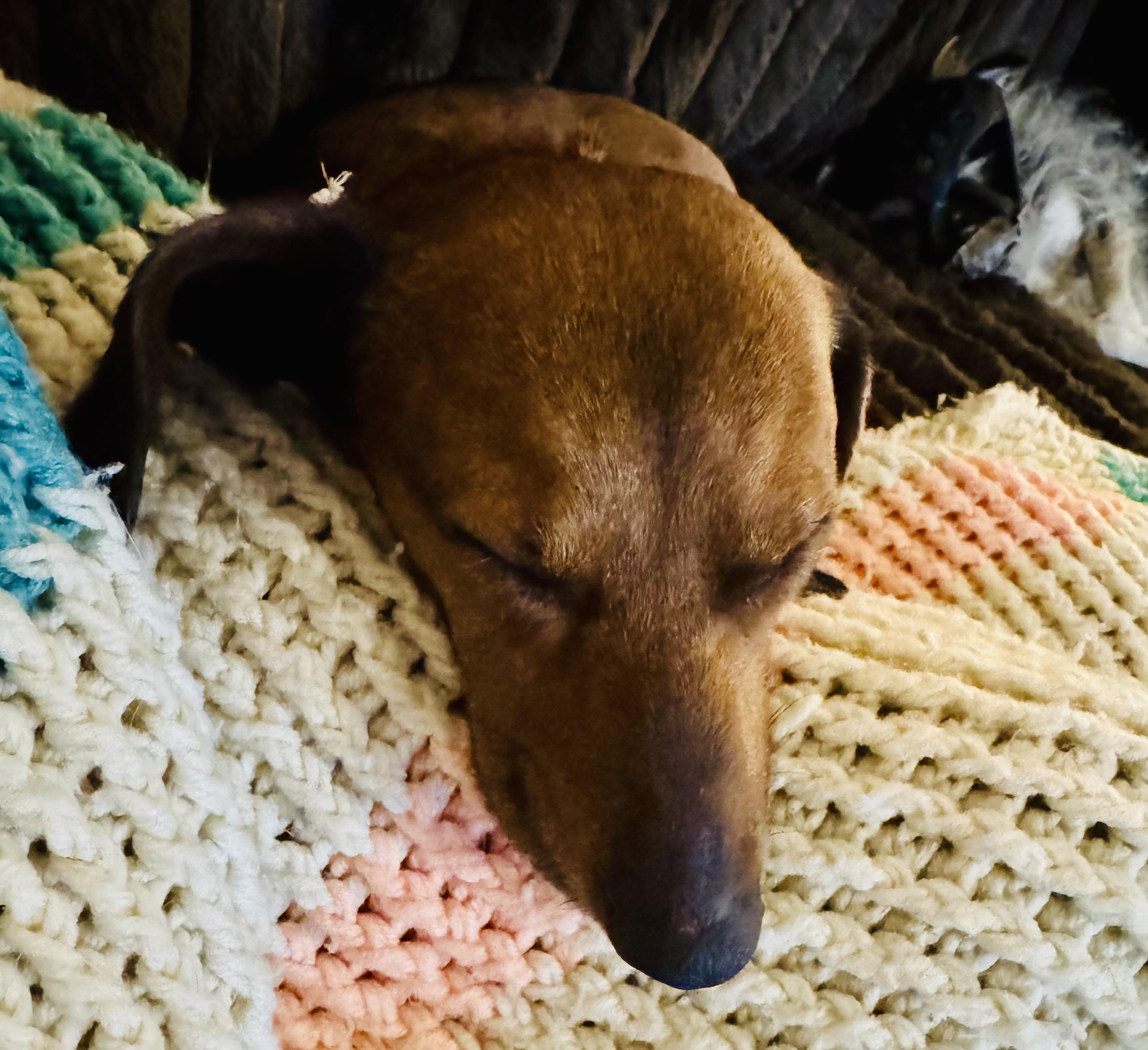 Enlarge Franklin, an adopted Dachshund in Toluca Lake, CA image 5/5