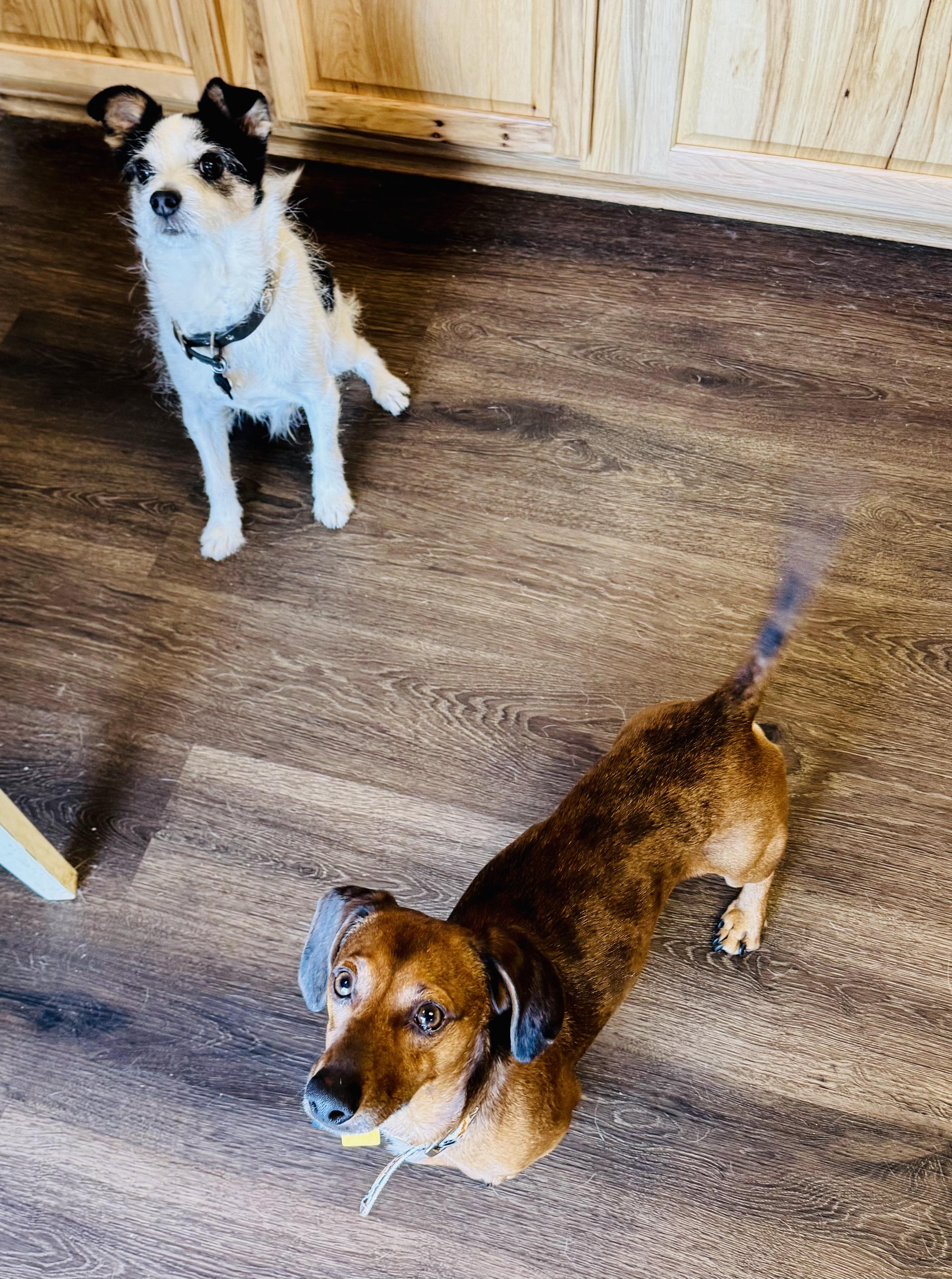 Enlarge Franklin, an adopted Dachshund in Toluca Lake, CA image 2/5