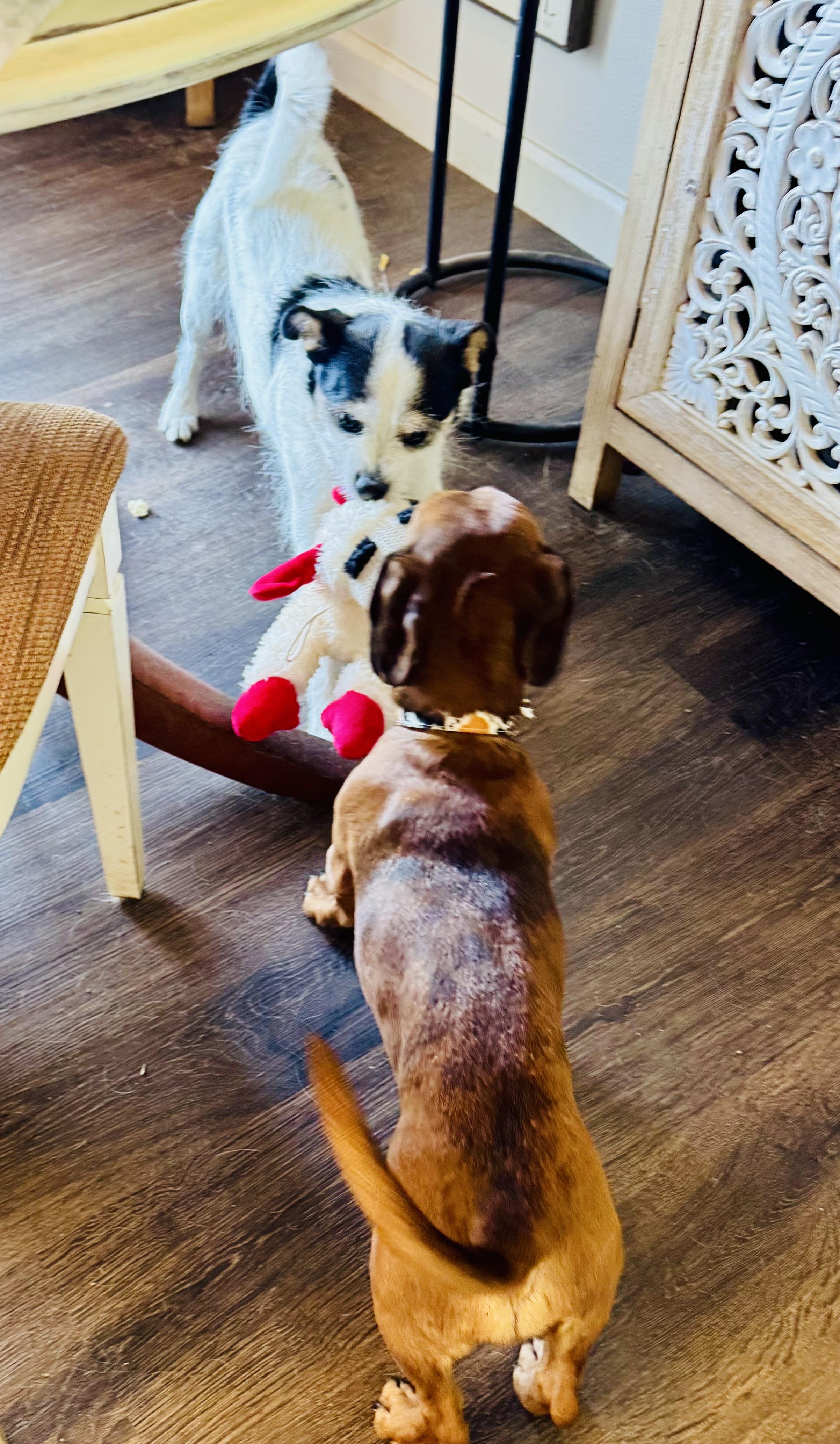 Enlarge Franklin, an adopted Dachshund in Toluca Lake, CA image 3/5