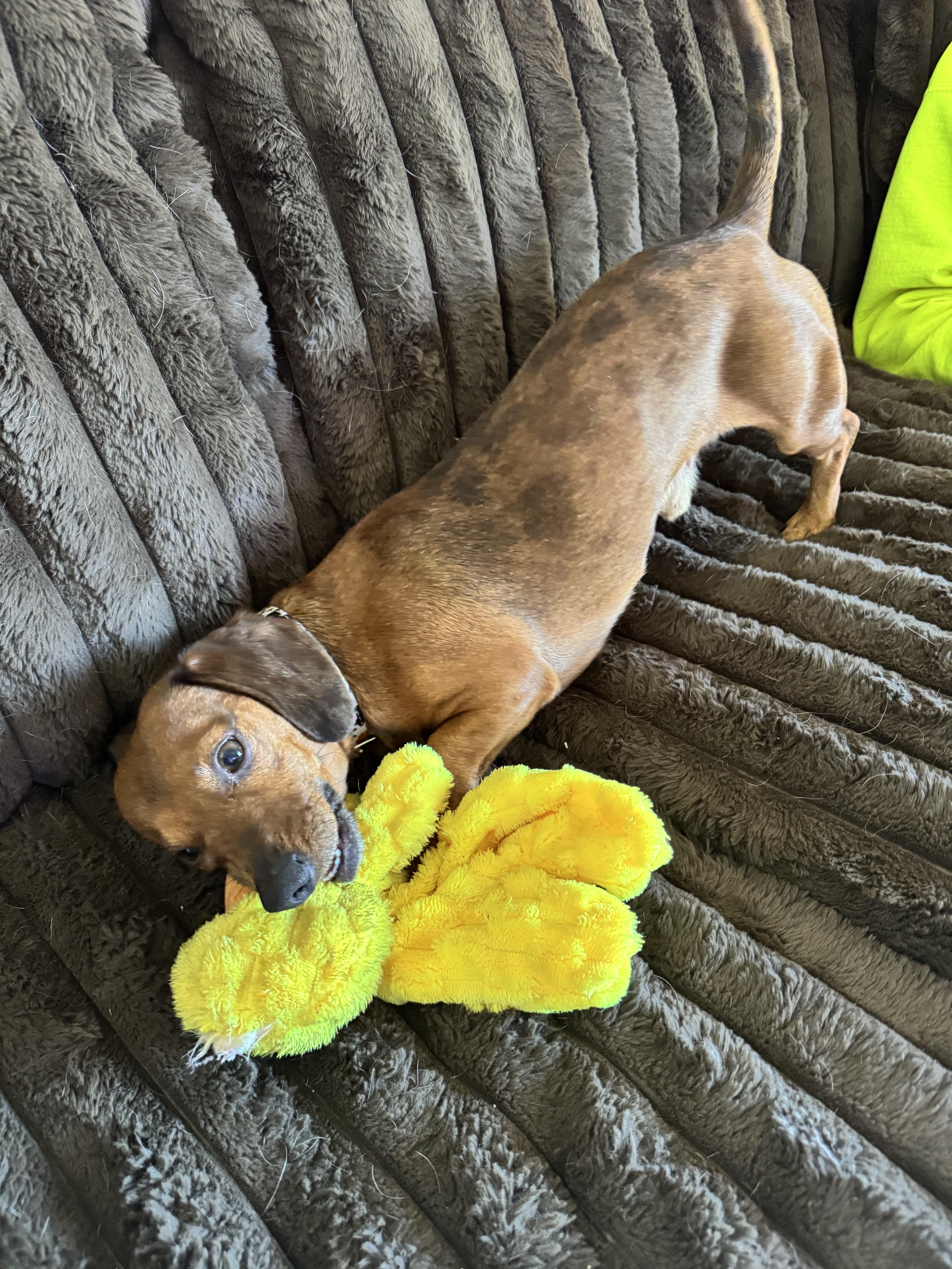 Franklin, adopted, Young Male Dachshund.