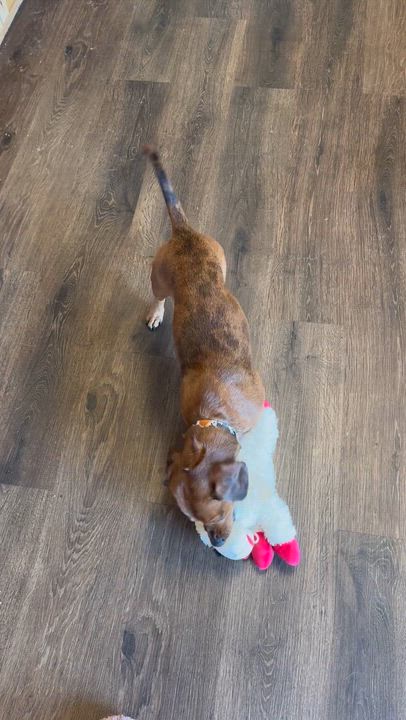 Enlarge Franklin, an adopted Dachshund in Toluca Lake, CA video 4/5